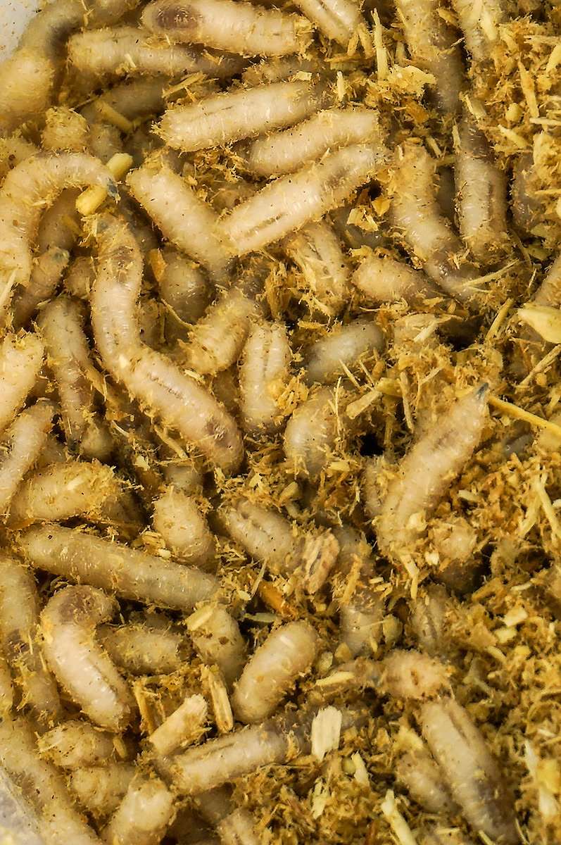 Blue bottle fly Spikes, Larvae, Grubs feeder flies. Bulk pupae - USMANTIS