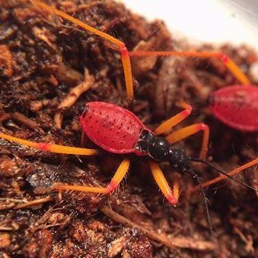 Psytalla Horrida "Horrid King" Assassin Bugs Colony - USMANTIS