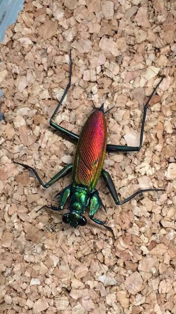 Metallyticus splendidus. Iridescent bark mantis - USMANTIS