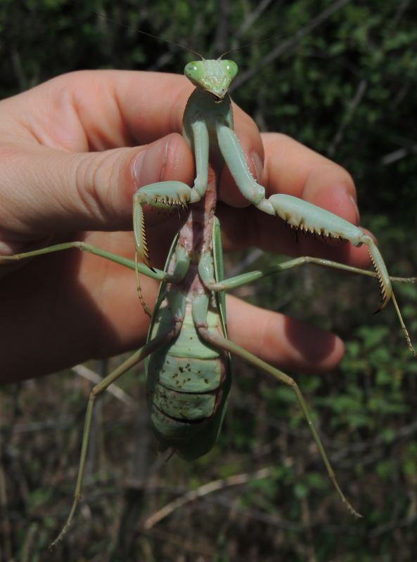 Rhombodera megaera Giant praying mantis, Live Insects - USMantis.com