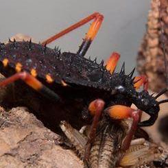 Psytalla Horrida "Horrid King" Assassin Bugs Colony, Live Insects - USMantis.com