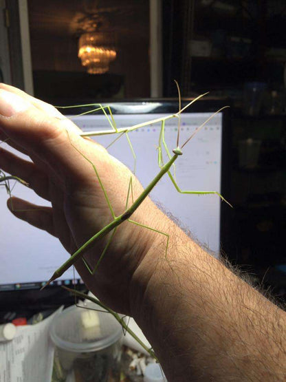 Brunneria borealis. North American Stick Mantis. Brunners - USMANTIS