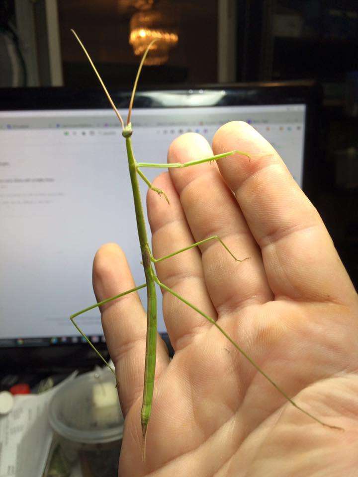 Brunneria borealis. North American Stick Mantis. Brunners - USMANTIS