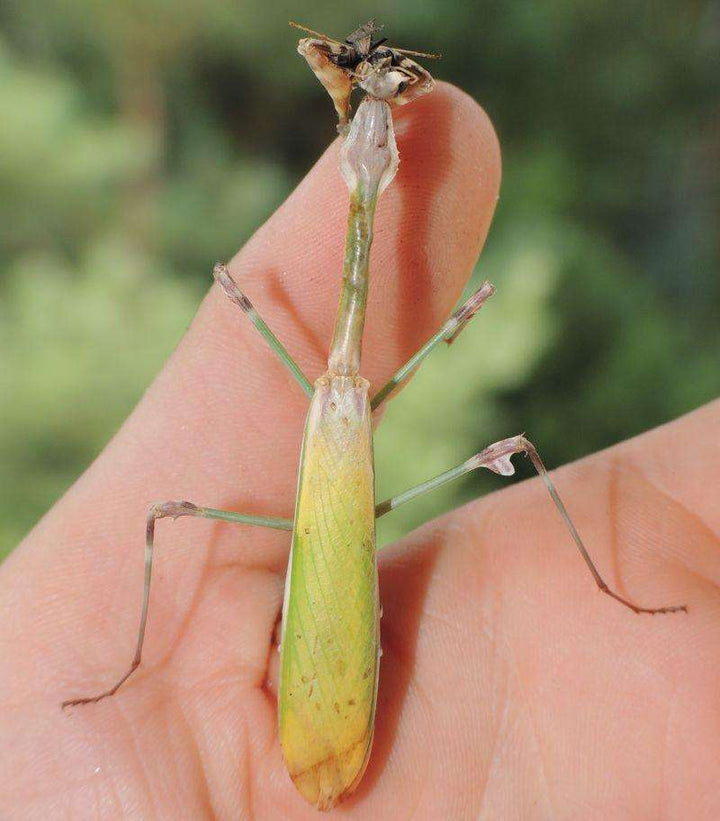 Communal specie mantids that can live together in groups – USMANTIS