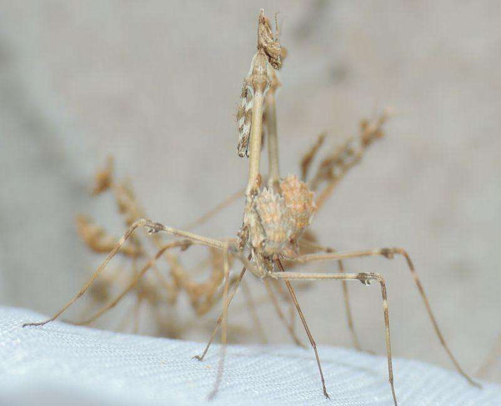 Communal specie mantids that can live together in groups – USMANTIS
