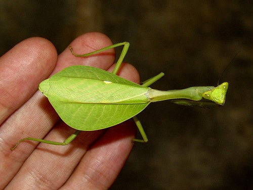 Pseudoxyops perpulchra “Beautiul” Peruvian leaf mantis - USMANTIS