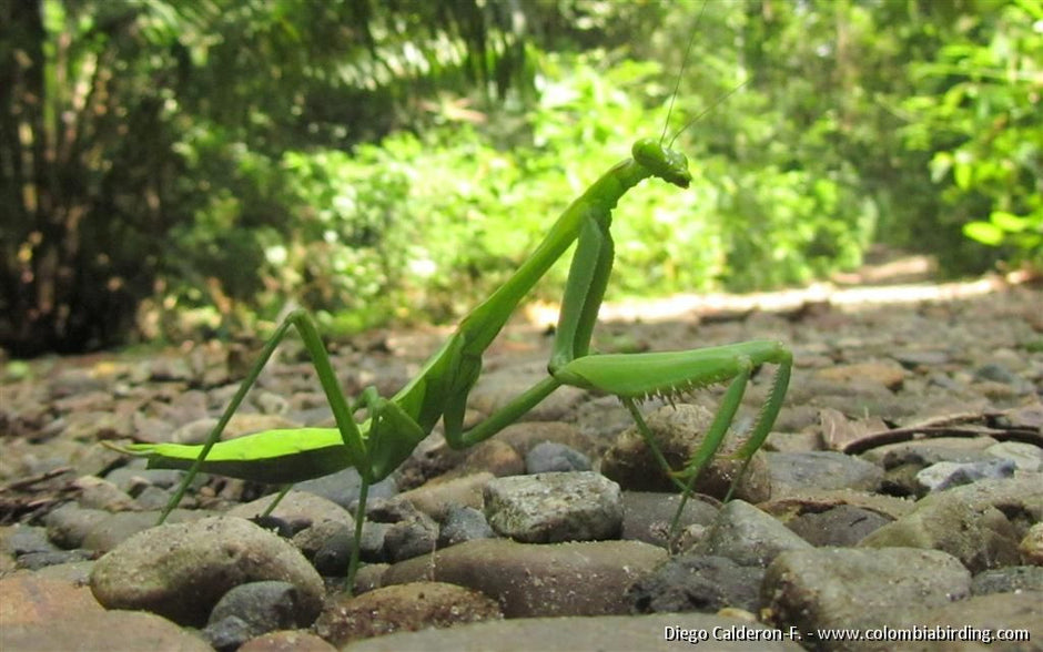 Giant Praying Mantis Species – USMANTIS