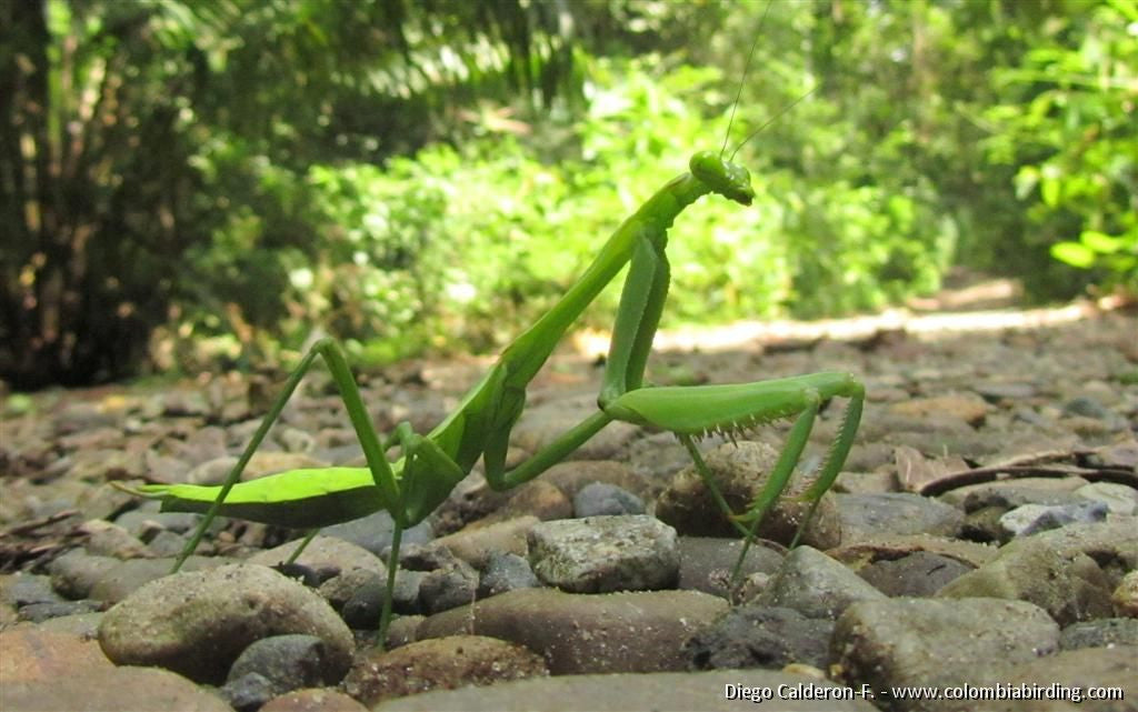 Macromantis Giant praying mantis Extreme Large Rare - USMANTIS