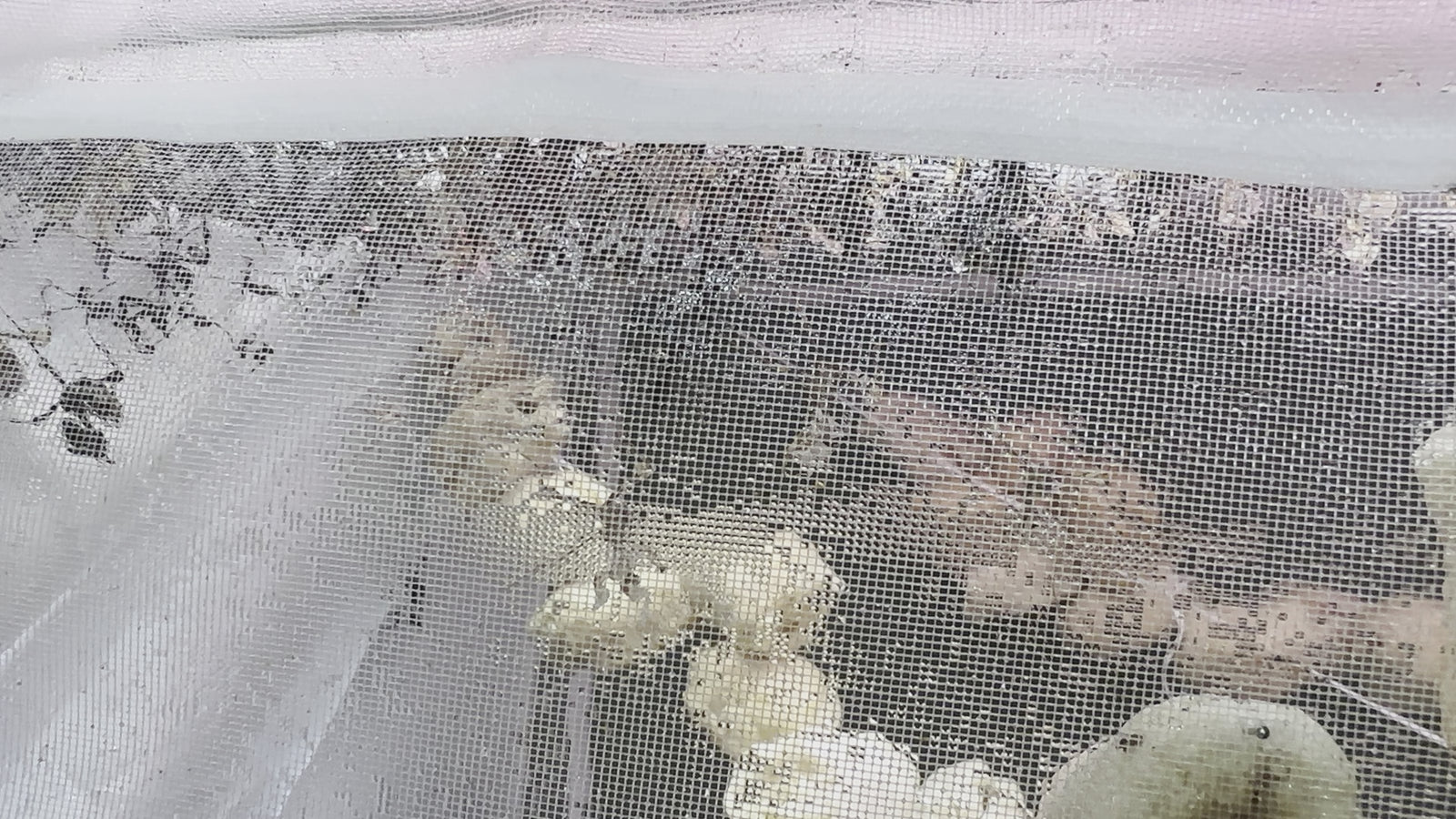 Idolomantis diabolica Devils Flower Praying Mantis