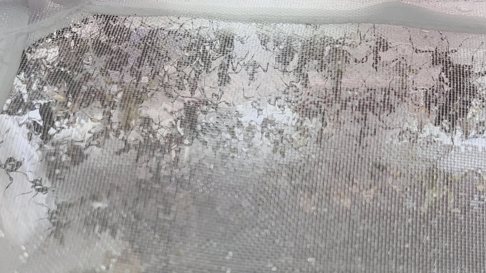 Idolomantis diabolica Devils Flower Praying Mantis