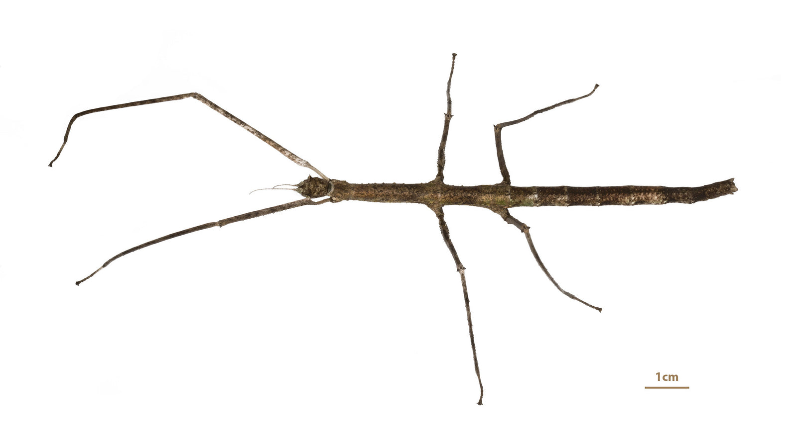 Medauroidea extradentata - Annam Walking Stick - USMANTIS