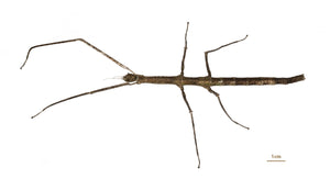 Medauroidea extradentata  - Annam Walking Stick, Live Insects - USMantis.com