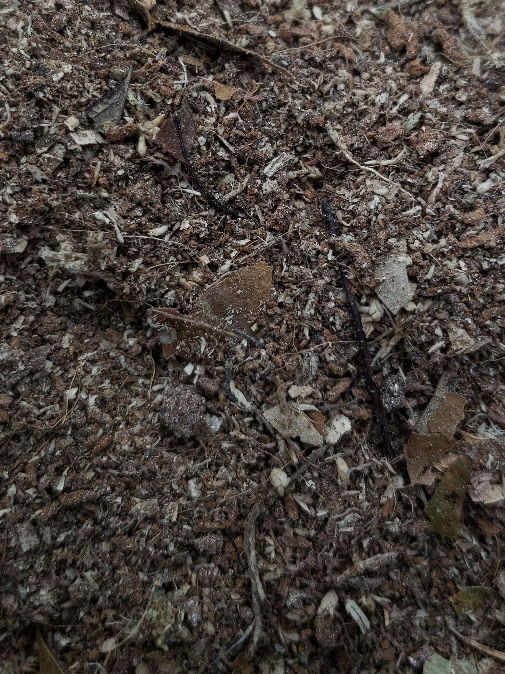 Fortified Isopod Substrate w/ Calcium - USMANTIS
