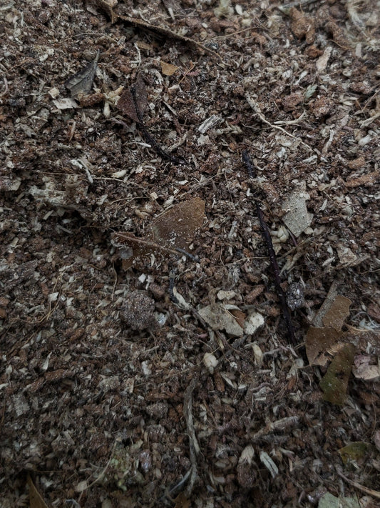 Fortified Isopod Substrate w/ Calcium - USMANTIS