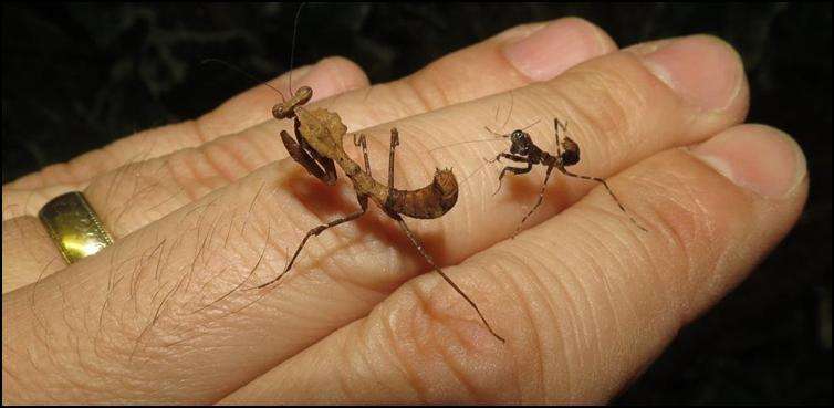 Deroplatys dessicata Dead leaf Praying mantis - USMANTIS
