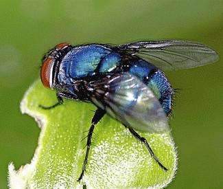 Blue bottle fly Spikes, Larvae, Grubs feeder flies. Bulk pupae - USMANTIS