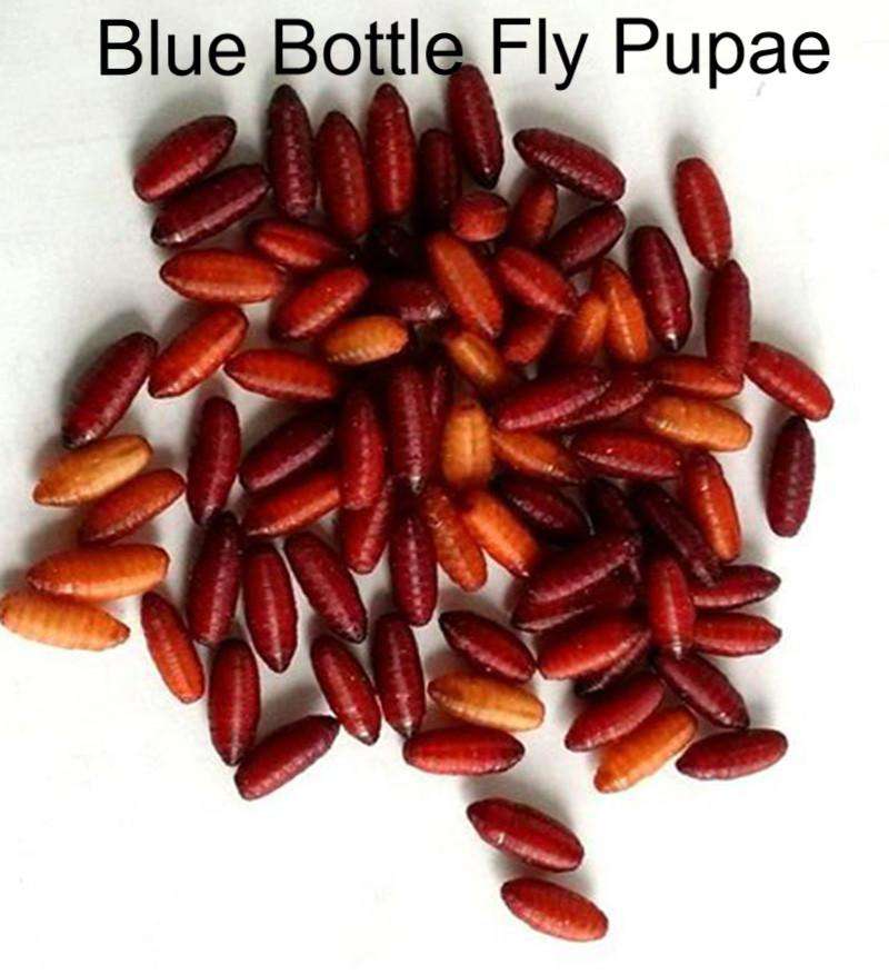 Blue Bottle Fly Spikes Pupae pollinators, larvae ,grubs, USDA raised FRESH New improved