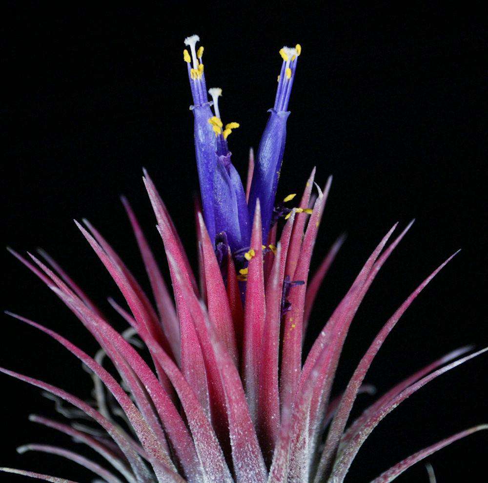 Tillandsia ionantha 'Guatemalan Select' - USMANTIS