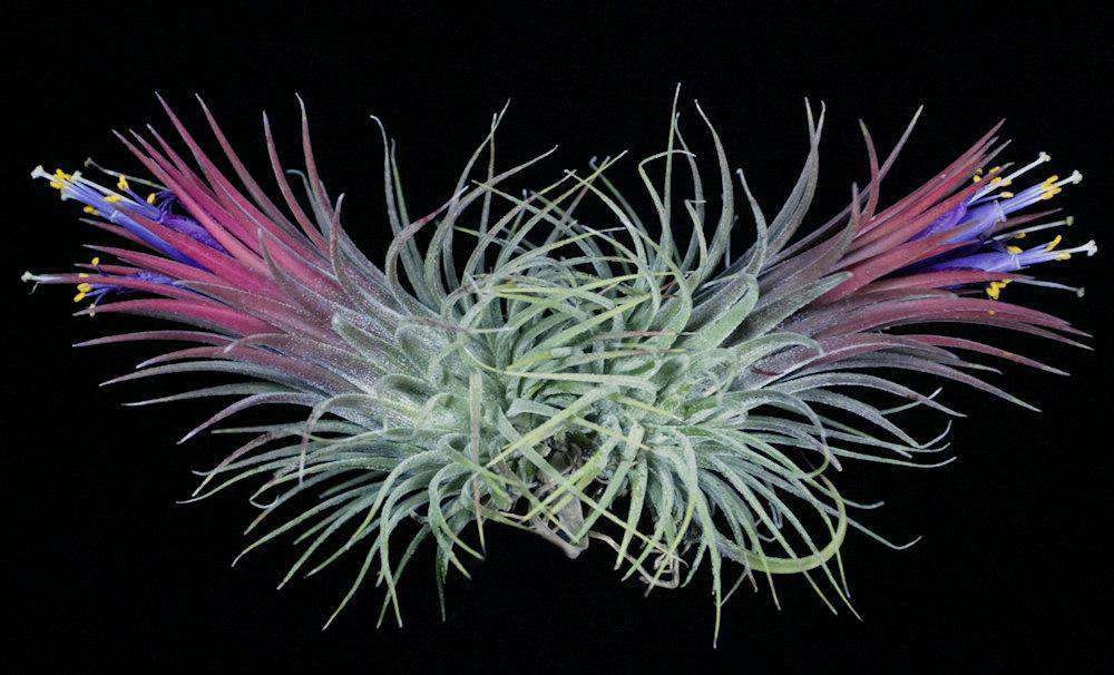Tillandsia ionantha 'Guatemalan Select' - USMANTIS