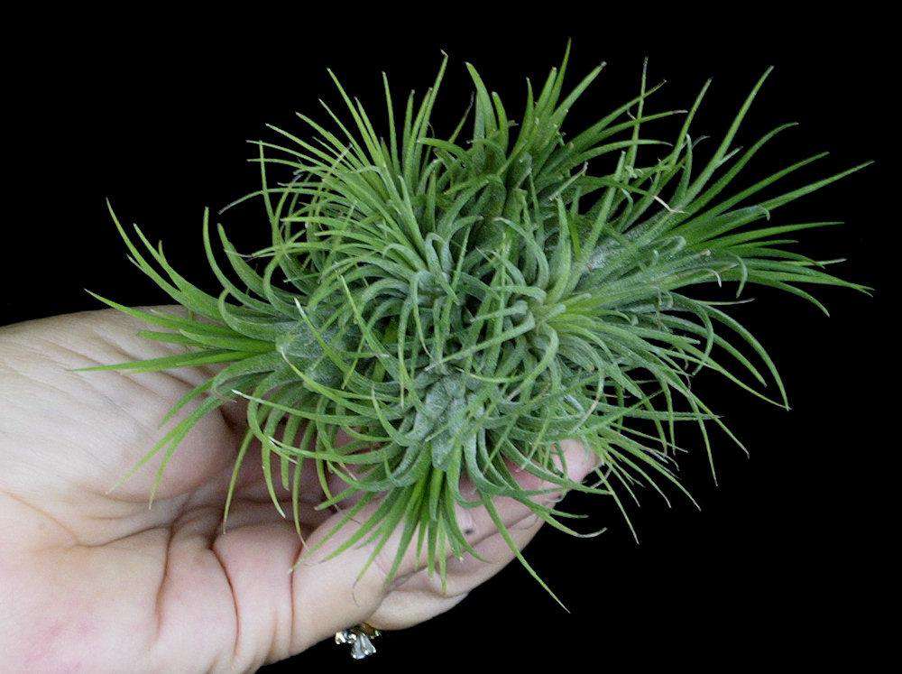 Tillandsia ionantha 'Guatemalan Select' - USMANTIS