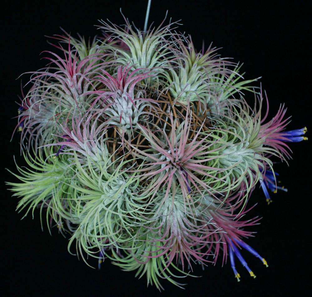 Tillandsia ionantha 'Guatemalan Select' - USMANTIS