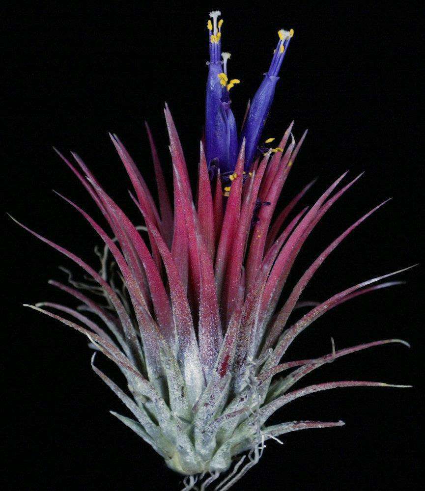 Tillandsia ionantha 'Guatemalan Select' - USMANTIS