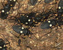 Platymetris biggutatus, Live Insects - USMantis.com