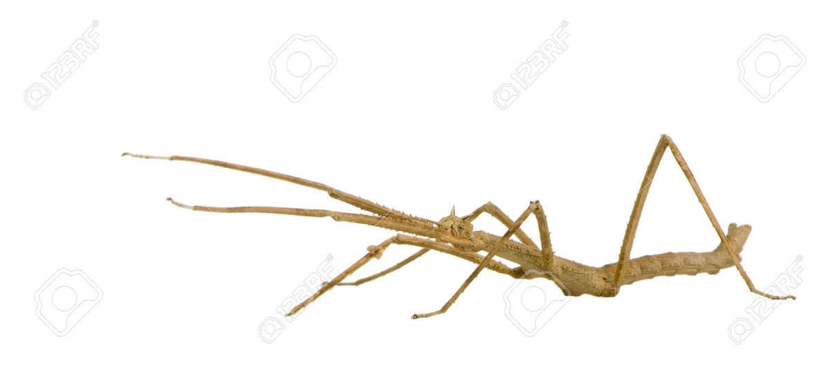 Medauroidea extradentata - Annam Walking Stick - USMANTIS