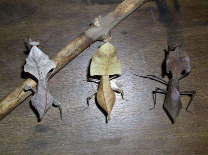 Deroplatys truncata - USMANTIS