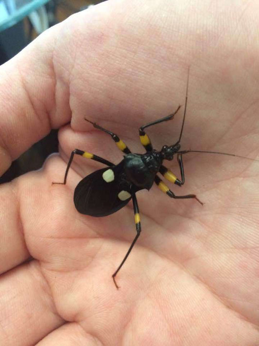 Assassin bugs - USMANTIS