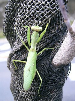 Hierodula patefillera - USMANTIS