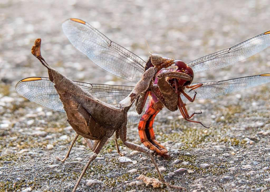 Decimiana boliviari - USMANTIS