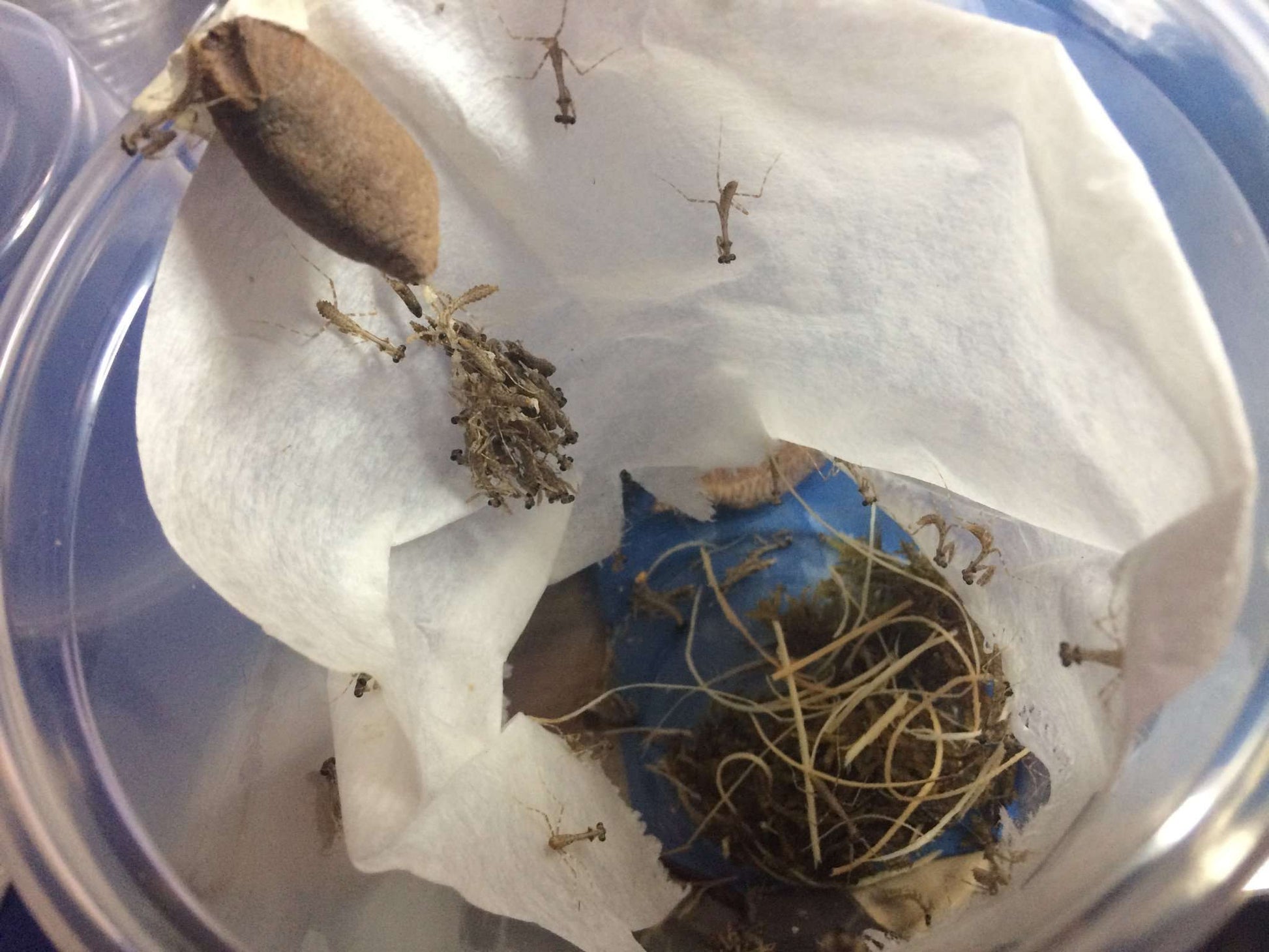 Deroplatys lobata live Dead leaf Praying mantis - USMANTIS