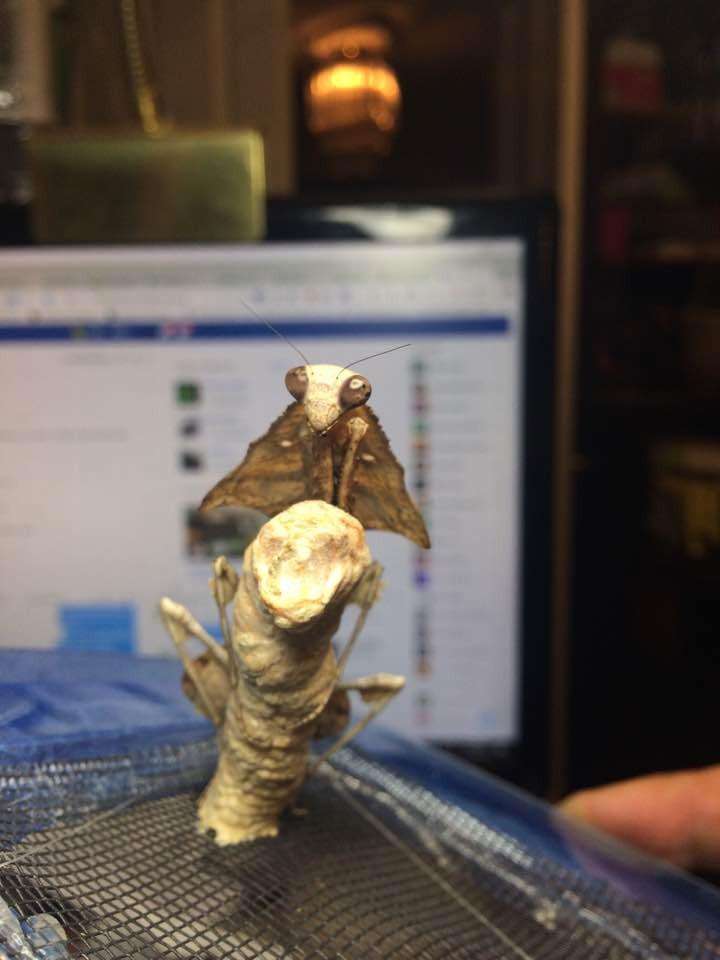 Deroplatys lobata live Dead leaf Praying mantis - USMANTIS