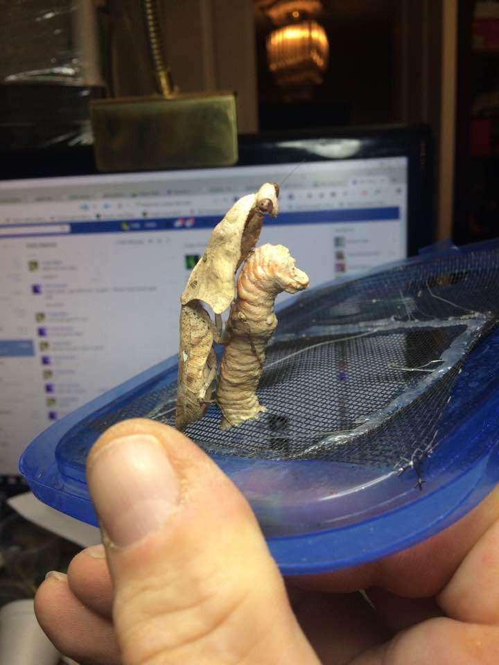 Deroplatys lobata live Dead leaf Praying mantis - USMANTIS