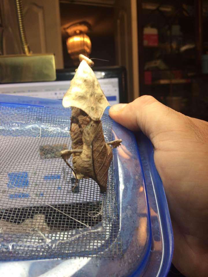 Deroplatys lobata live Dead leaf Praying mantis - USMANTIS