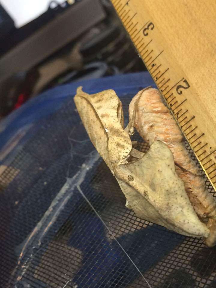 Deroplatys lobata live Dead leaf Praying mantis - USMANTIS