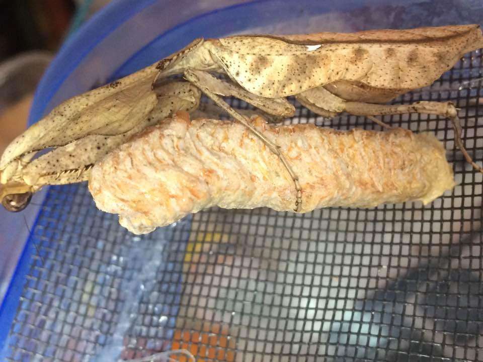Deroplatys lobata live Dead leaf Praying mantis - USMANTIS