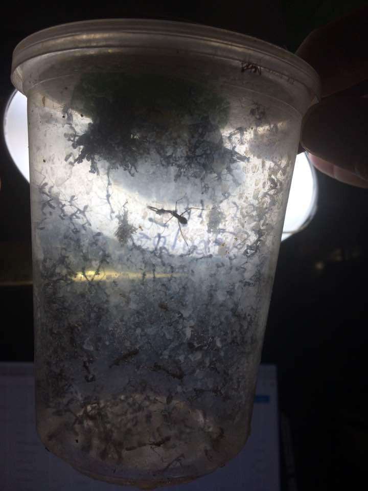 Deroplatys lobata live Dead leaf Praying mantis - USMANTIS