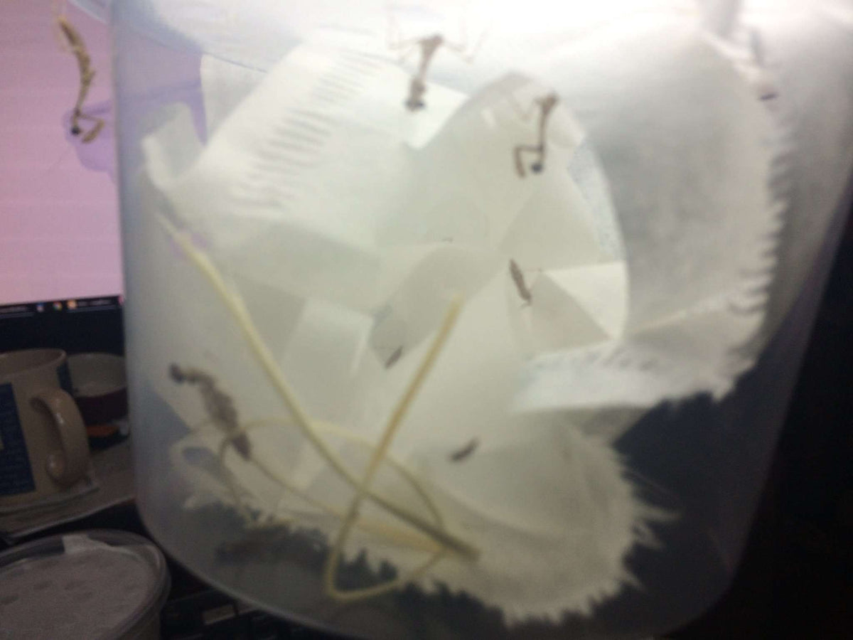 Deroplatys lobata live Dead leaf Praying mantis - USMANTIS