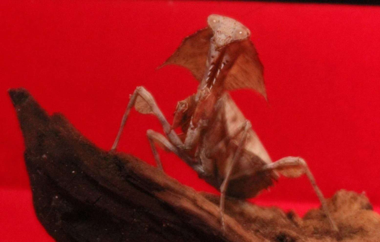 Deroplatys lobata live Dead leaf Praying mantis - USMANTIS