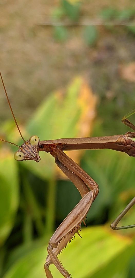Euchomenella SalesGiraffe Heteroptera mantis on sale(Long Neck mantises) - USMANTIS
