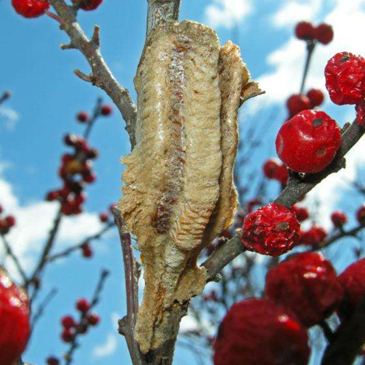 Praying mantis egg cases, ooths for sale Live USMANTIS