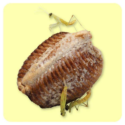 European Praying Mantis M. Religiosa Ooths - USMANTIS