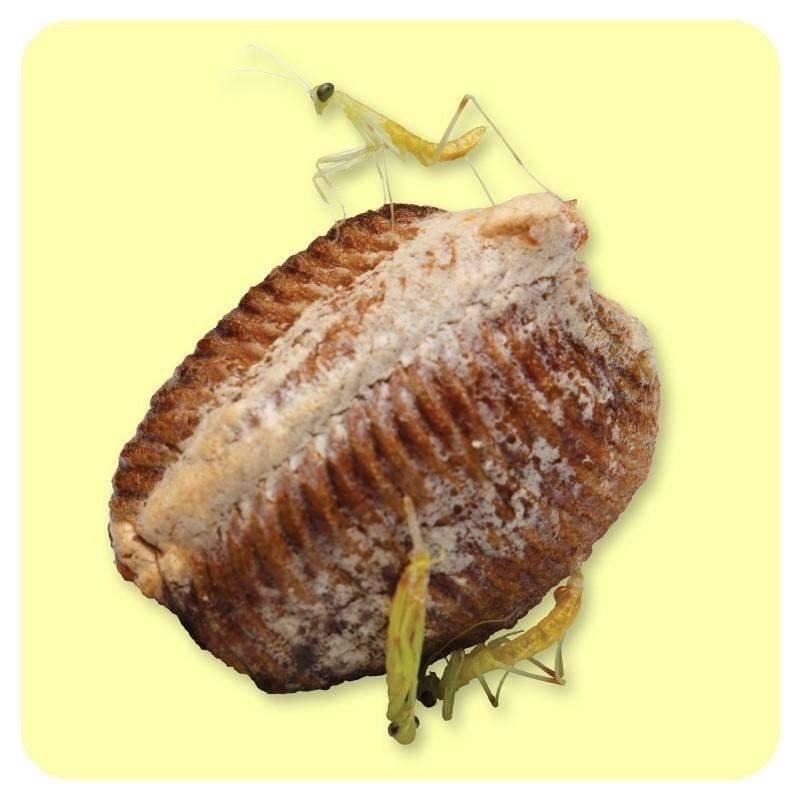 European Praying Mantis M. Religiosa Ooths - USMANTIS