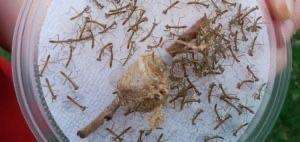 3 pack Chinese Mantis ooth egg Case live - USMANTIS