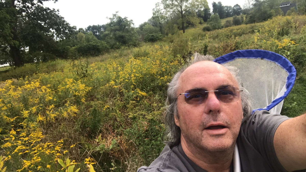 Chinese Praying Mantis ooth eggs case live bulk wholesale - USMANTIS