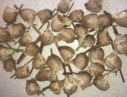 Chinese Praying Mantis ooth eggs case live bulk wholesale - USMANTIS