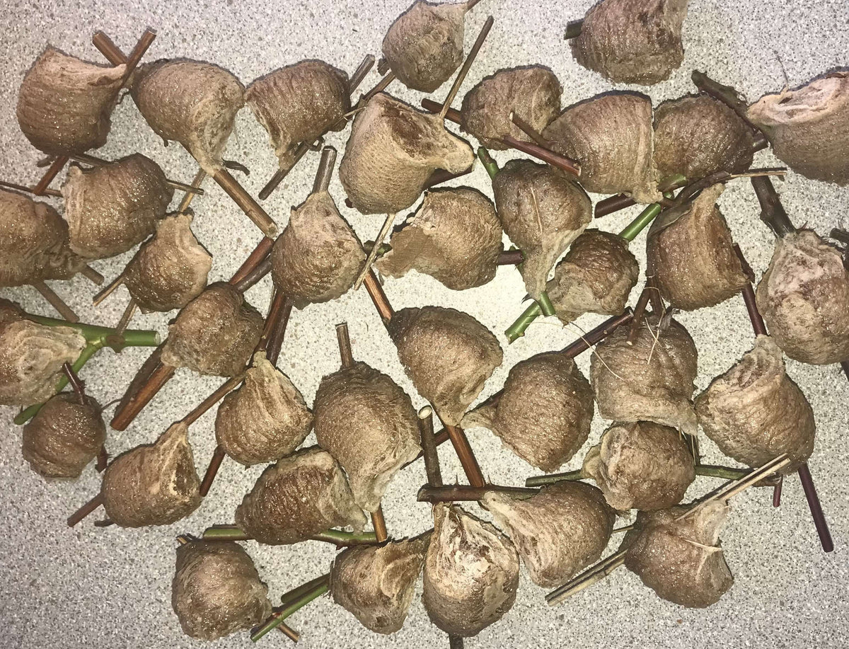 Chinese Praying Mantis ooth eggs case live bulk wholesale - USMANTIS