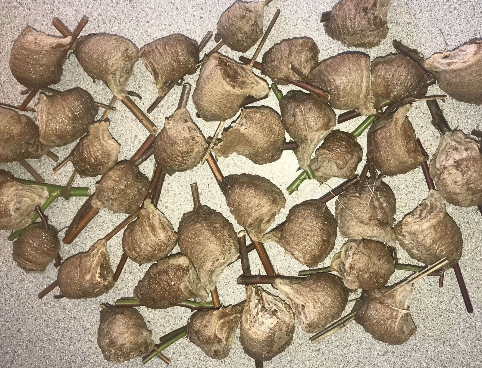 Chinese Praying Mantis ooth eggs case live bulk wholesale - USMANTIS